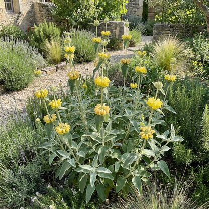 Yellow Jerusalem Sage Flower Planting Essentials for a Beautiful Garden - Seeds Included