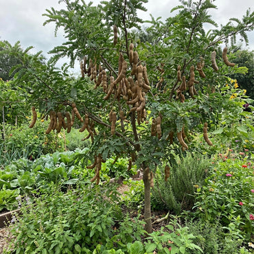 Tamarindo Seeds for Planting - Start Your Tamarind Tree Today