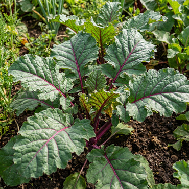 Red Veins Scarlet Kale Seeds for Planting