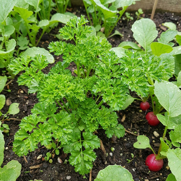 Green Parsley Seeds - Petroselinum Crispum for Planting