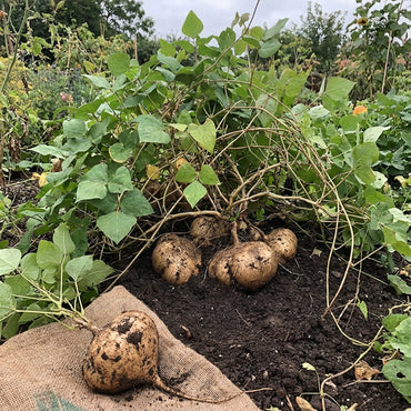 Brown Jicama Vegetable Planting Seeds