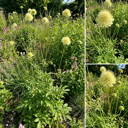 Gigantea Cephalaria Seeds for Unique Planting
