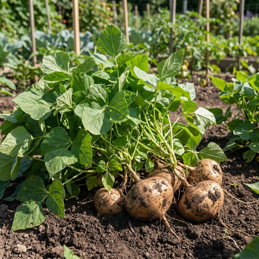 Brown Jicama Vegetable Planting Seeds
