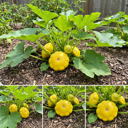 Yellow Scallop Vegetable Seeds Perfect for Planting