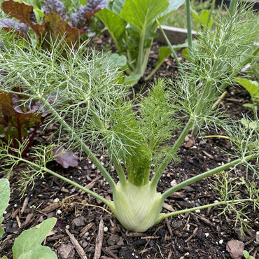 Green and White Florence Vegetable Planting Seeds