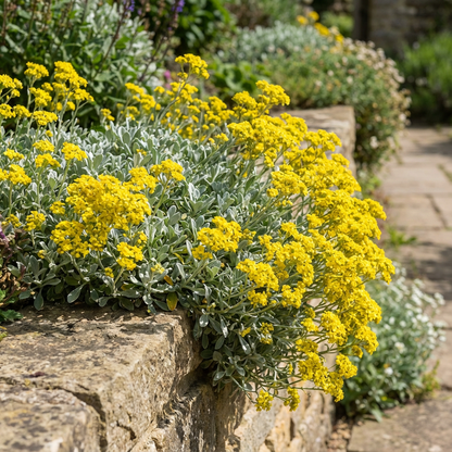 Yellow Aurinia Saxatilis Flower Seeds Planting