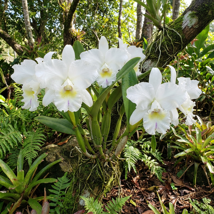 White Cattleya Flower Seeds Planting Elegant Blossoms