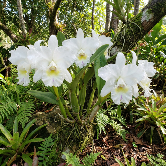 White Cattleya Flower Seeds Planting Elegant Blossoms