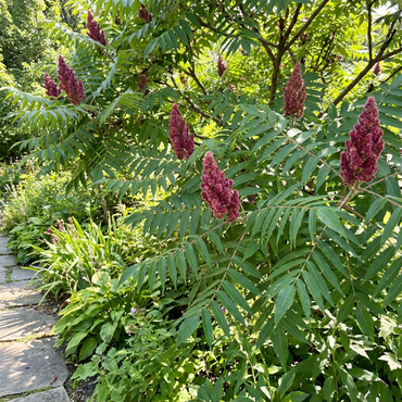 Typhina Tree Planting Seeds - Perfect for Lush Garden Growth