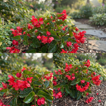 Bright Begonia Plant Seeds for Planting | Colorful Begonia Seeds