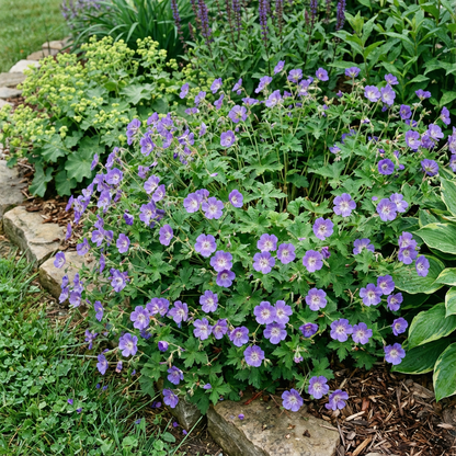 Cool-Climate Blue Geranium Flower Seeds for Easy Planting