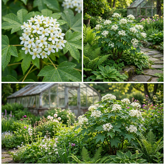 Hardy Aleurites Flower Seeds for Easy Planting