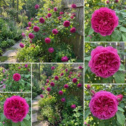 Rosa Charles de Mills Blumensamen zum Pflanzen