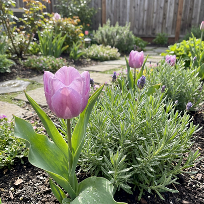 Lavendel-Tulpen-Blumensamen für einfaches Pflanzen