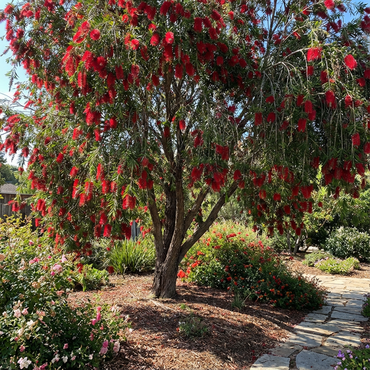 Red Weeping Bottlebrush Tree Seeds for Planting - Vibrant Red Flowers