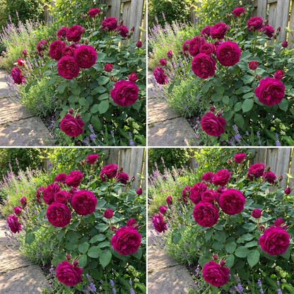 Dunkelrosa Rosensamen zum Pflanzen | Romantische Blumensamen für Ihren Garten