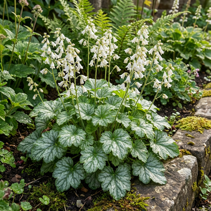 White Coral Bells Flower Seeds Planting