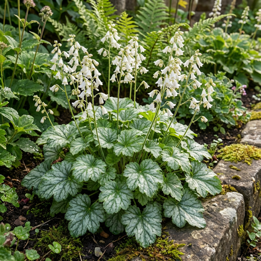 White Coral Bells Flower Seeds Planting