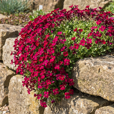Graines de plante de fleur de cresson rouge et floraison de plantation