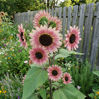 Bold Pink Sunflower Seeds for Vibrant Heirlooms Garden and Planting