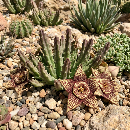 Stapelia Variegata Flower Seeds Planting