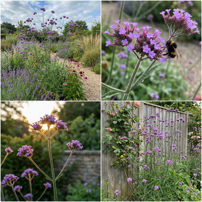 Semillas de Verbena Bonariensis Morada para Plantar - Flores Perennes Vivas