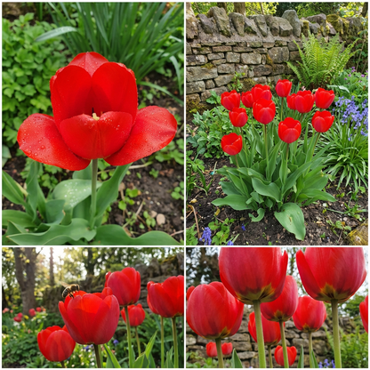 Tulip Flower Seeds - Vibrant Yellow and Red Blossoms for Stunning Garden Planting