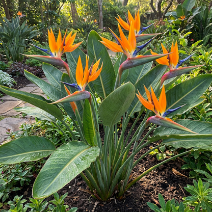 Strelitzia Flower Seeds Cream Violet Planting Exotic
