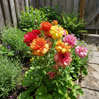 Festive Mixed Carnival Flower Seeds for Planting