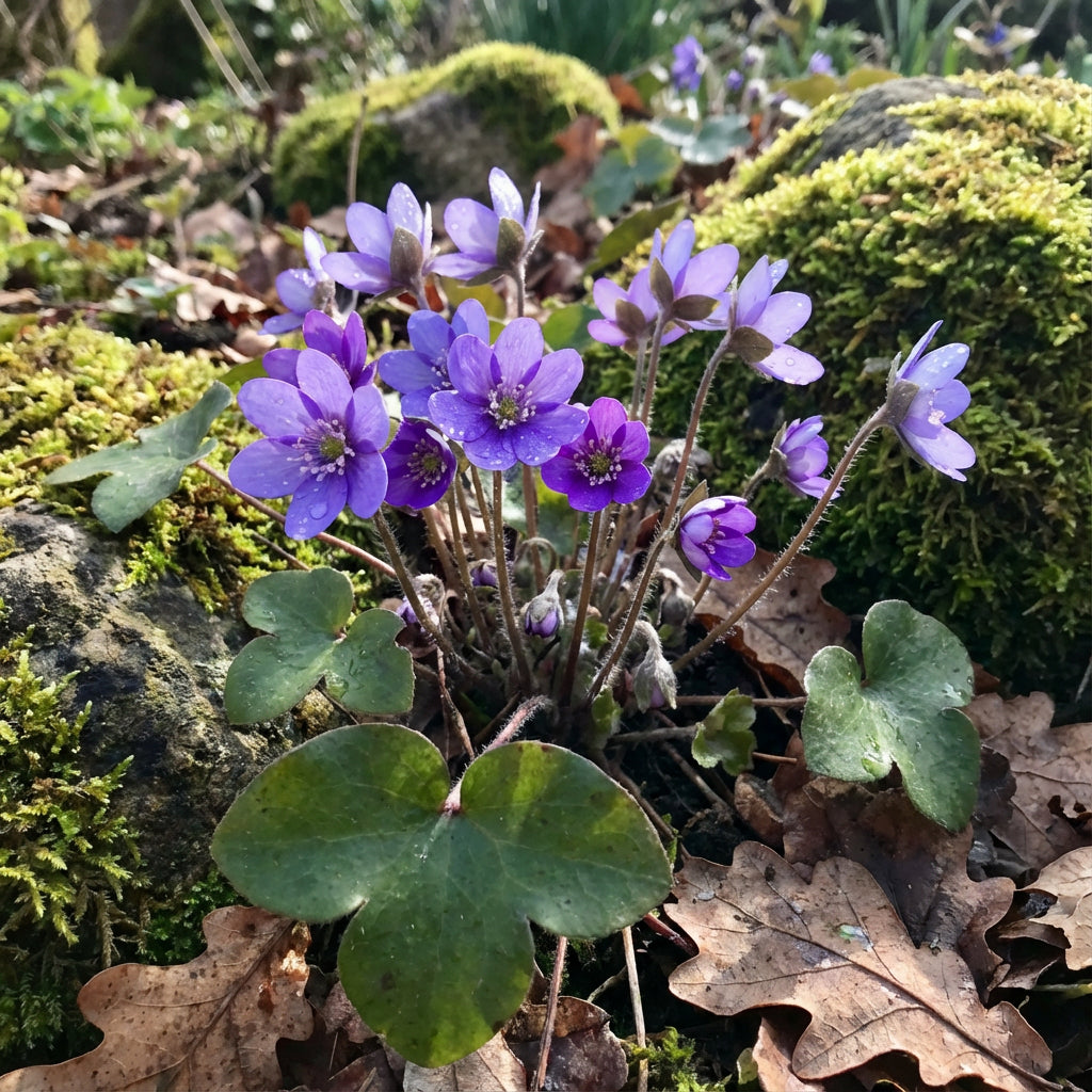 Woodland Hepatica Flower Seeds for Planting