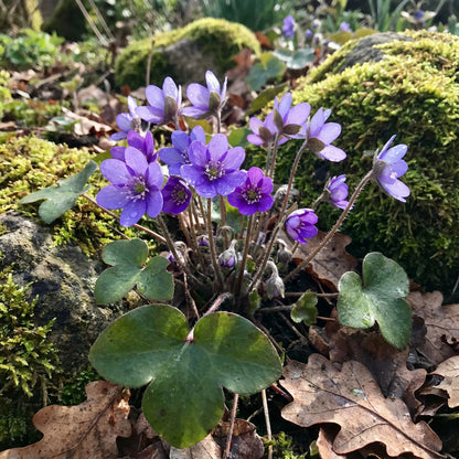 Woodland Hepatica Flower Seeds for Planting