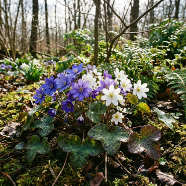 Woodland Hepatica Flower Seeds for Planting