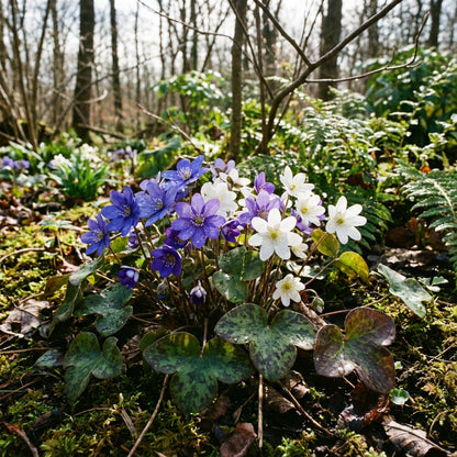 Woodland Hepatica Flower Seeds for Planting