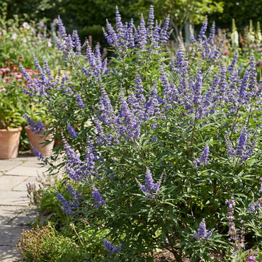 Violet Agnus Tree Seeds: Premium Planting Seeds for Growing Ornamental and Fragrant Trees