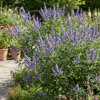 Violet Agnus Tree Seeds: Premium Planting Seeds for Growing Ornamental and Fragrant Trees
