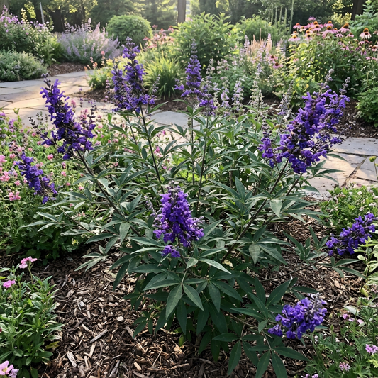 Violet Agnus Tree Seeds: Premium Planting Seeds for Growing Ornamental and Fragrant Trees