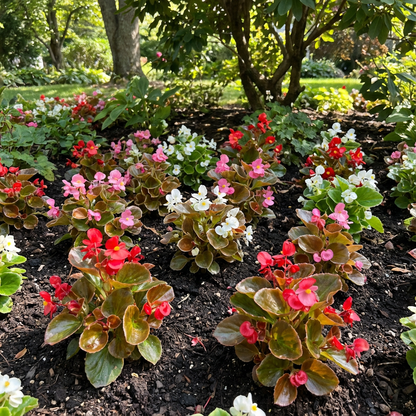 ベゴニア・センペルフローレンス 種まき用種子 - 簡単な花壇用