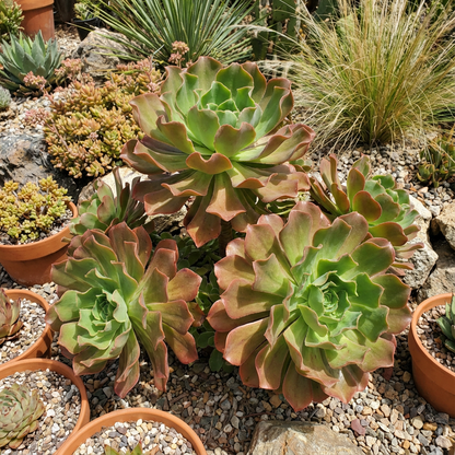 Aeonium Undulatum Plant Seeds,  Premium Quality for Easy Planting