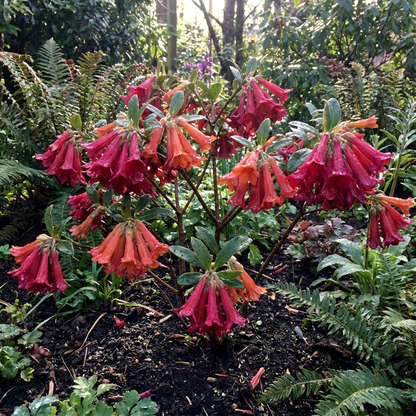 Bright Red Edgeworthia Flower Seeds - Easy Planting
