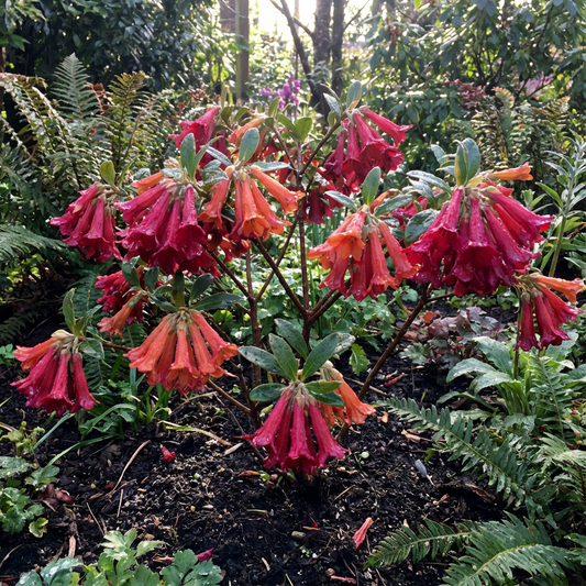 Bright Red Edgeworthia Flower Seeds - Easy Planting