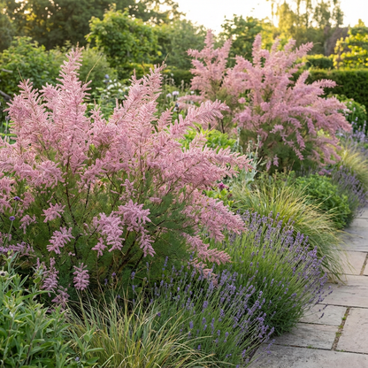 Pink Tamarix Ramosissima Seeds for Flowering  Elegant Garden Display
