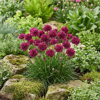 Armeria Flower Seeds for Colorful Blooms - Planting Pack