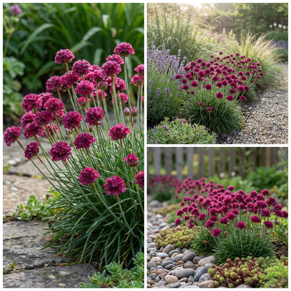Armeria Flower Seeds for Colorful Blooms - Planting Pack