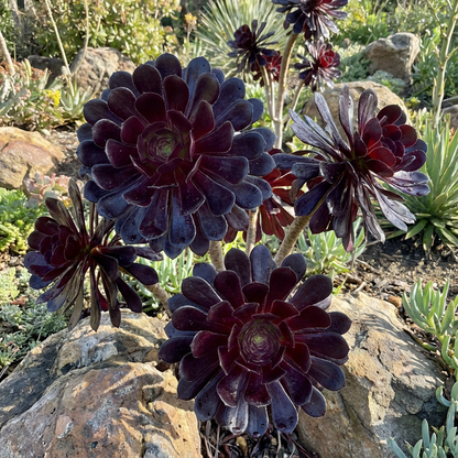 Zwartkop Seeds for Foliage Plants  Lush Growth and Easy Maintenance