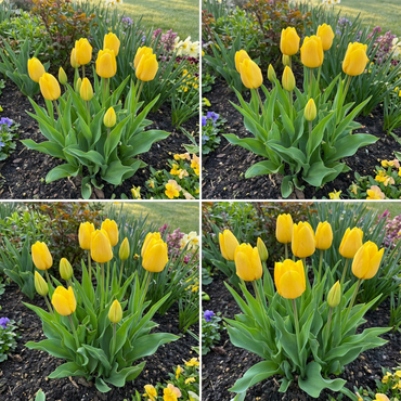 Gelbe Tulpenblumensamen – Lebendige Blüten & Einfache Gartenpflanzung