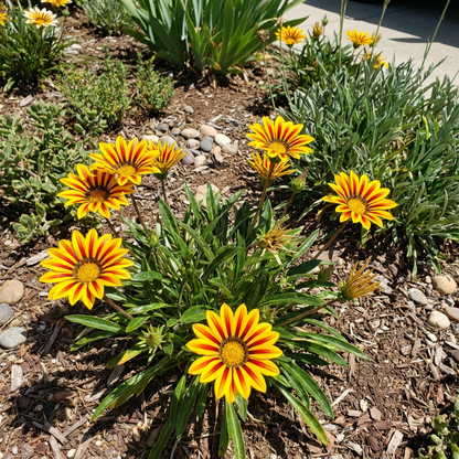 Gazania Yellow Red Stripe Flower Seeds for Planting