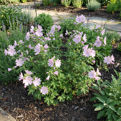 Semillas de Malva Almizclada Rosa para Plantar Fácilmente