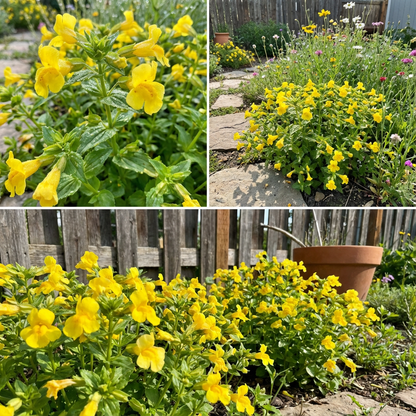 Yellow Erythranthe Seeds for Flowering Plants  Simple Planting & Growth