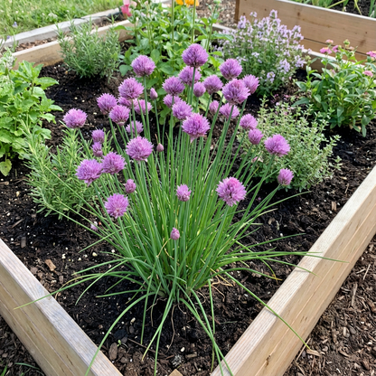 Chives Seeds for Flowering & Edible Plants  Simple Garden Planting