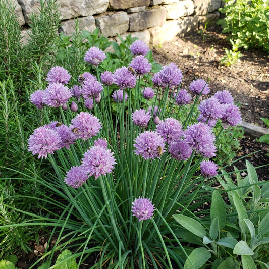 Chives Seeds for Flowering & Edible Plants  Simple Garden Planting